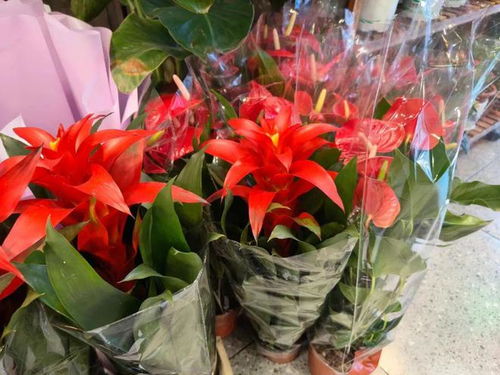年銷花卉為春節添彩，禮品花卉市場綻放新春