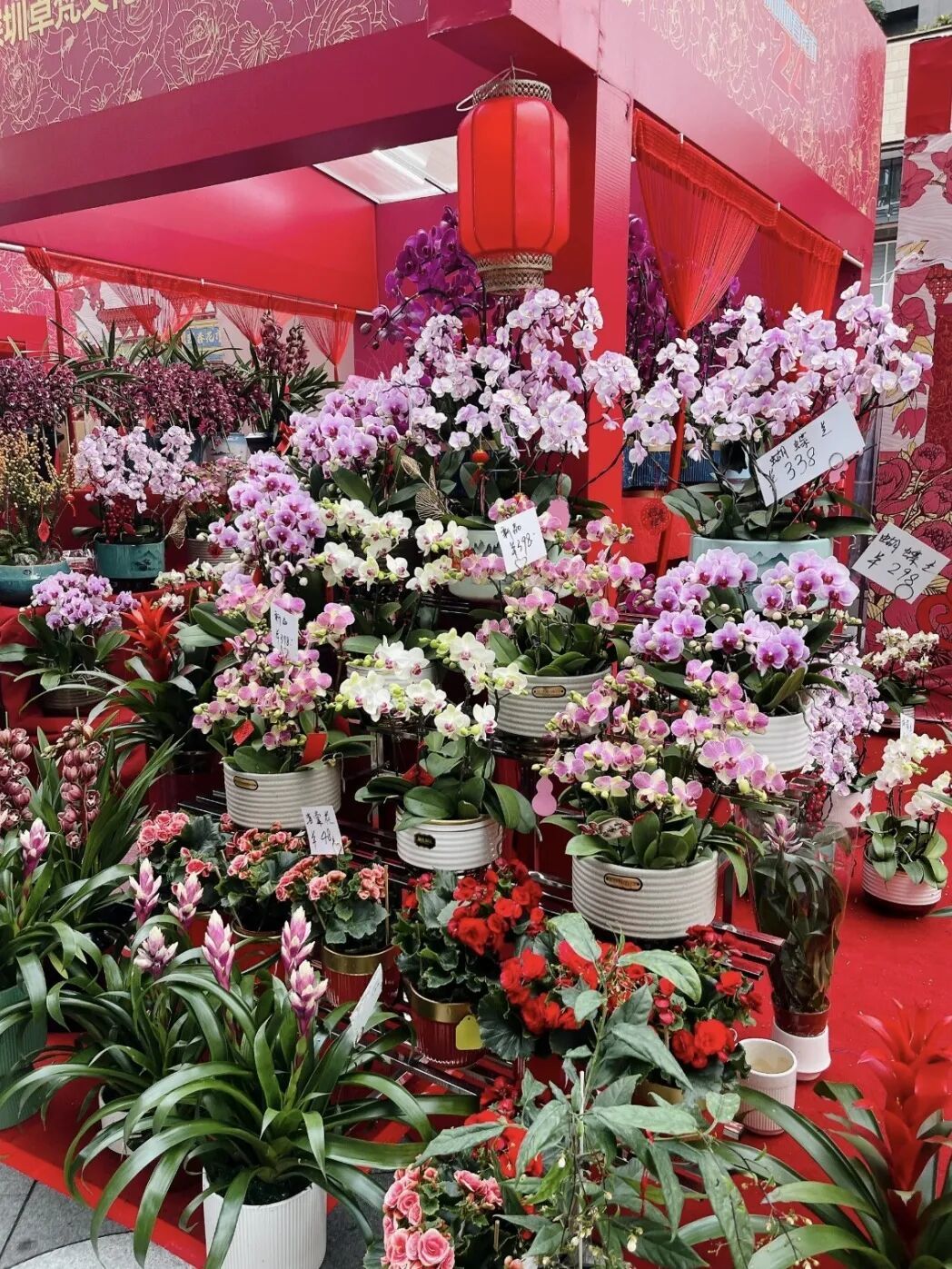 成都金溫江年宵花市2月8日開(kāi)市，禮品花卉銷售熱力四射